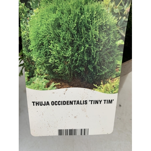 173 - FOUR MIXED CONIFERS - TWO THUJA OCCIDENTALIS 'DANICA' AND 'TINY TIM', ONE THUJA PLICATA 'CAN-CAN' AN... 