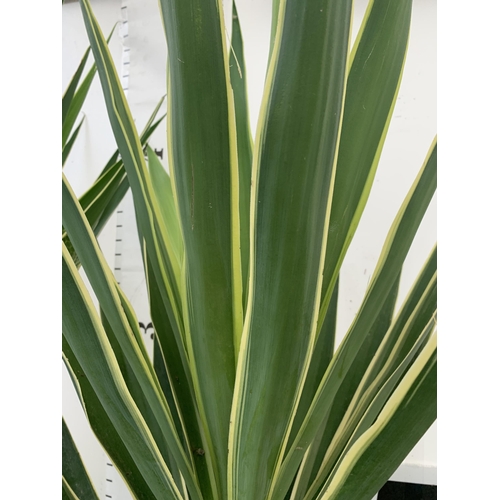 11 - TWO LARGE YUCCA 'PUCK' IN 10 LTR POTS NETTED. APPROX 140-150CM IN HEIGHT PLUS VAT TO BE SOLD FOR THE... 