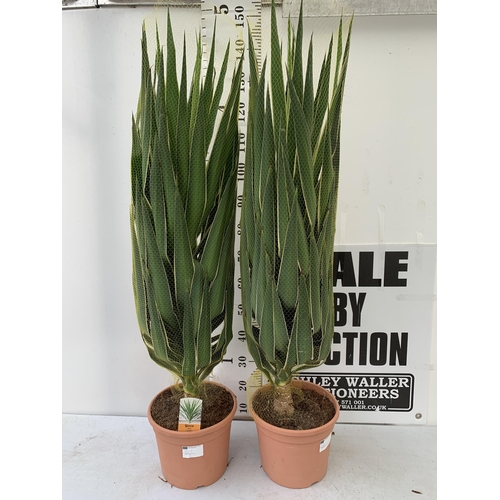 58 - TWO LARGE YUCCA 'PUCK' IN 10 LTR POTS NETTED. APPROX 140-150CM IN HEIGHT PLUS VAT TO BE SOLD FOR THE... 