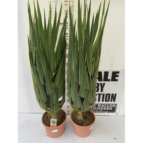 58 - TWO LARGE YUCCA 'PUCK' IN 10 LTR POTS NETTED. APPROX 140-150CM IN HEIGHT PLUS VAT TO BE SOLD FOR THE... 