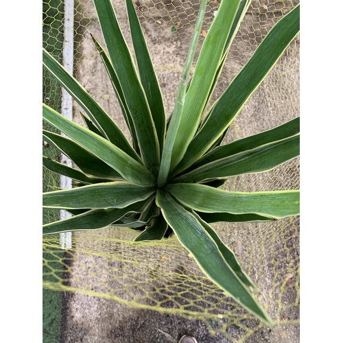 58 - TWO LARGE YUCCA 'PUCK' IN 10 LTR POTS NETTED. APPROX 140-150CM IN HEIGHT PLUS VAT TO BE SOLD FOR THE... 