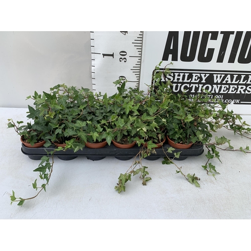 181 - EIGHTEEN IVY PLANTS IN 6CM POTS ON A TRAY. PLUS VAT TO BE SOLD FOR THE EIGHTEEN