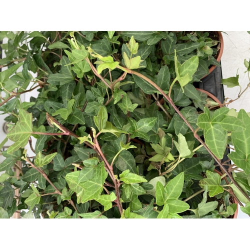 181 - EIGHTEEN IVY PLANTS IN 6CM POTS ON A TRAY. PLUS VAT TO BE SOLD FOR THE EIGHTEEN