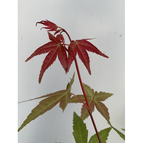 183 - TWO ACER PALMATUMS 'BENI MAIKO' AND 'EMERALD LACE' IN 3 LTR POTS. APPROX 90-100CM IN HEIGHT PLUS VAT... 