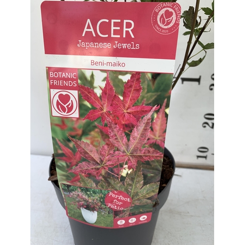 183 - TWO ACER PALMATUMS 'BENI MAIKO' AND 'EMERALD LACE' IN 3 LTR POTS. APPROX 90-100CM IN HEIGHT PLUS VAT... 