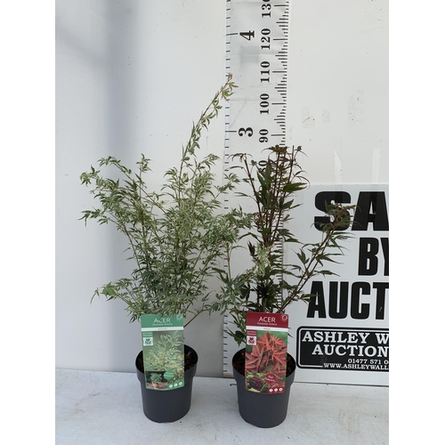 184 - TWO ACER PALMATUMS 'SHAINA' AND 'BUTTERFLY' IN 3 LTR POTS. APPROX 90- 110CM IN HEIGHT PLUS VAT TO BE... 