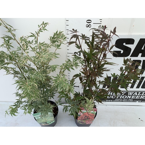 184 - TWO ACER PALMATUMS 'SHAINA' AND 'BUTTERFLY' IN 3 LTR POTS. APPROX 90- 110CM IN HEIGHT PLUS VAT TO BE... 