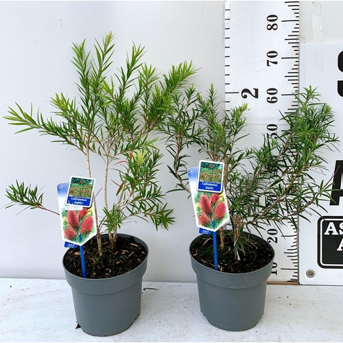 55 - TWO 'BOTTLEBRUSH' CALLISTEMON LAEVIS IN 4 LTR POTS 70CM IN HEIGHT PLUS VAT TO BE SOLD FOR THE TWO