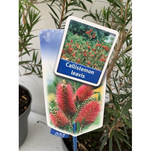 55 - TWO 'BOTTLEBRUSH' CALLISTEMON LAEVIS IN 4 LTR POTS 70CM IN HEIGHT PLUS VAT TO BE SOLD FOR THE TWO