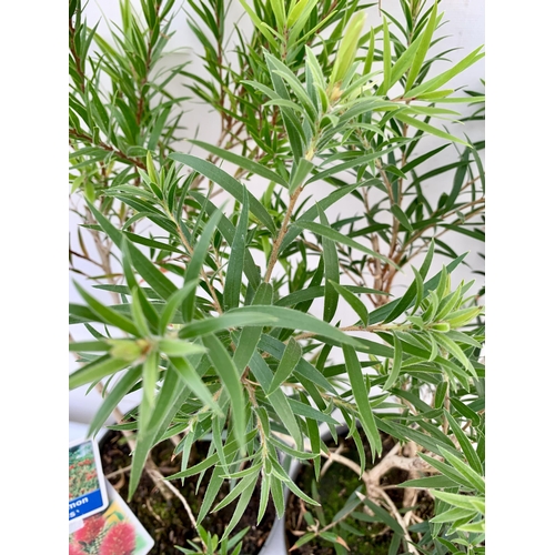 55 - TWO 'BOTTLEBRUSH' CALLISTEMON LAEVIS IN 4 LTR POTS 70CM IN HEIGHT PLUS VAT TO BE SOLD FOR THE TWO