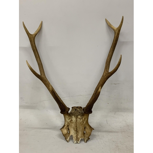 11 - A PAIR OF ANTLERS ON A SKULL FRONTLET