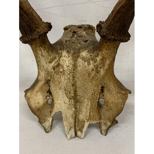 11 - A PAIR OF ANTLERS ON A SKULL FRONTLET