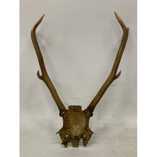 11 - A PAIR OF ANTLERS ON A SKULL FRONTLET