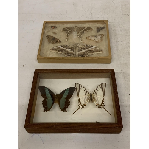 8 - A VINTAGE FRAMED MOTH TAXIDERMY TOGETHER WITH A FRAMED BUTTERFLY TAXIDERMY