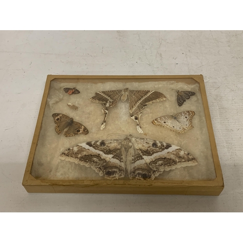 8 - A VINTAGE FRAMED MOTH TAXIDERMY TOGETHER WITH A FRAMED BUTTERFLY TAXIDERMY