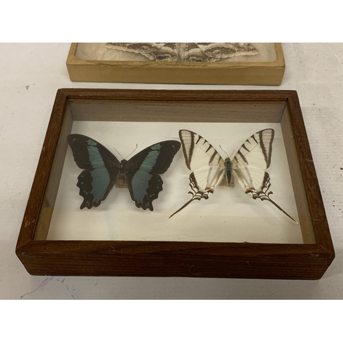 8 - A VINTAGE FRAMED MOTH TAXIDERMY TOGETHER WITH A FRAMED BUTTERFLY TAXIDERMY