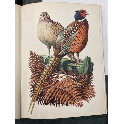 51 - TWO VOLUMES OF BRITISH GAME BIRDS AND WILDFOWL BY BEVERLEY MORRIS WITH COLOURED PLATES DATED 1895 TO... 