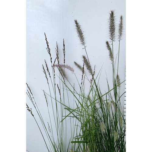 100 - FIVE ORNAMENTAL GRASSES- ONE CAREX 'PRAIRIE FIRE' AND 'FROSTED CURLS', ONE PENNISETUM 'HAMELN' AND '... 