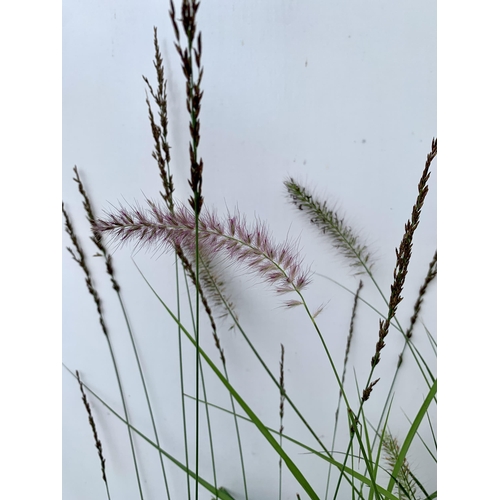 100 - FIVE ORNAMENTAL GRASSES- ONE CAREX 'PRAIRIE FIRE' AND 'FROSTED CURLS', ONE PENNISETUM 'HAMELN' AND '... 