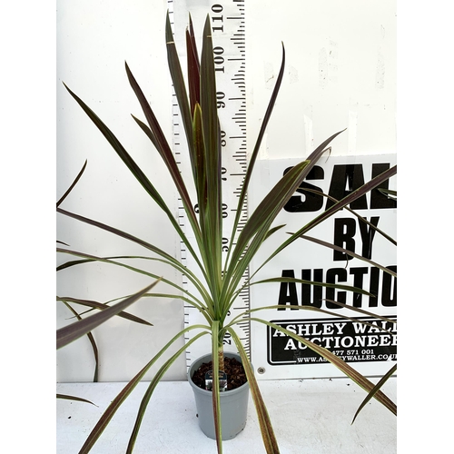 102 - FIVE LARGE CORDYLINE AUSTRALIS GREEN, APPROX 1 METRE IN HEIGHT. SOLD IN 2 LTR POTS PLUS VAT TO BE SO... 