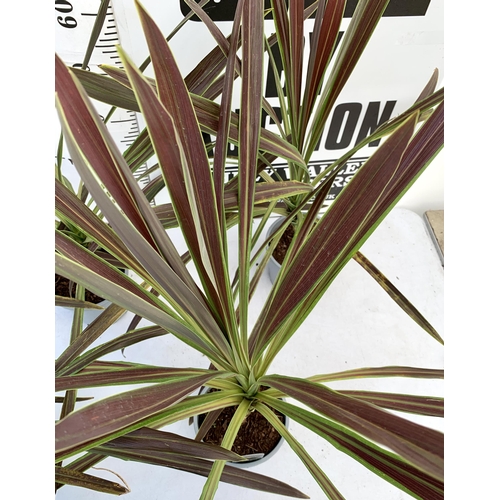 103 - FIVE LARGE CORDYLINE AUSTRALIS GREEN, APPROX 1 METRE IN HEIGHT. SOLD IN 2 LTR POTS PLUS VAT TO BE SO... 