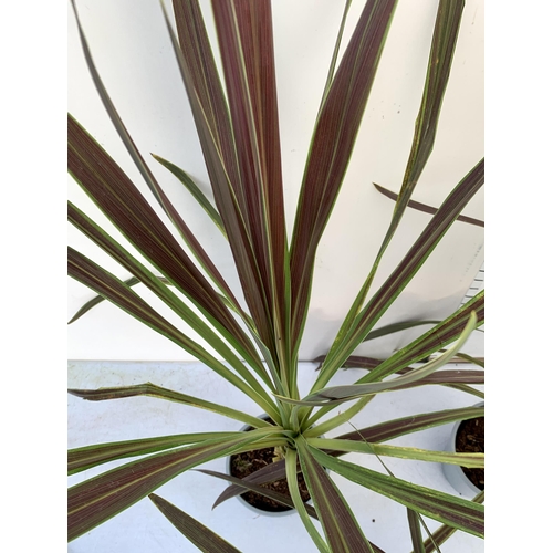 103 - FIVE LARGE CORDYLINE AUSTRALIS GREEN, APPROX 1 METRE IN HEIGHT. SOLD IN 2 LTR POTS PLUS VAT TO BE SO... 