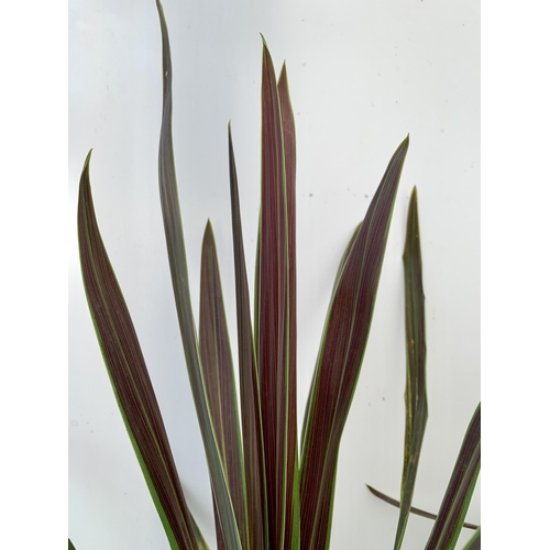 103 - FIVE LARGE CORDYLINE AUSTRALIS GREEN, APPROX 1 METRE IN HEIGHT. SOLD IN 2 LTR POTS PLUS VAT TO BE SO... 