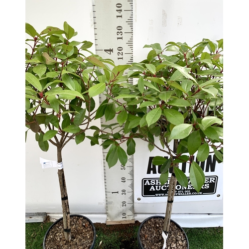 109 - A PAIR OF STANDARD PHOTINIA FRASERI RED ROBIN TREES 130CM TALL IN A 10 LTR POT TO BE SOLD FOR THE PA... 