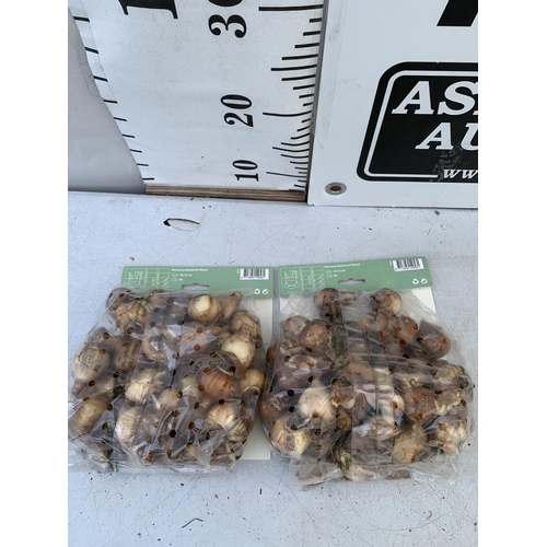 119 - EIGHTY BOTANICAL MIX NARCISSUS BULBS IN TWO PACKS. PLUS VAT TO BE SOLD FOR THE EIGHTY