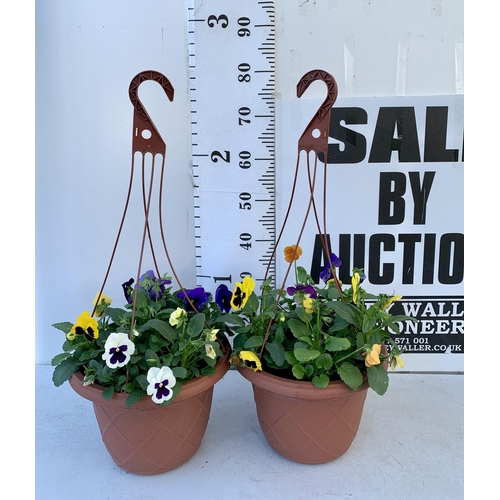 12 - TWO HANGING BASKETS FILLED WITH WINTER PANSIES APPROX 80CM IN HEIGHT PLUS VAT TO BE SOLD FOR THE TWO