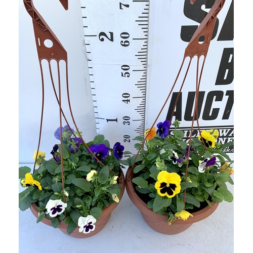 12 - TWO HANGING BASKETS FILLED WITH WINTER PANSIES APPROX 80CM IN HEIGHT PLUS VAT TO BE SOLD FOR THE TWO