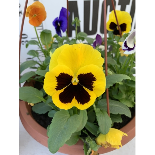 12 - TWO HANGING BASKETS FILLED WITH WINTER PANSIES APPROX 80CM IN HEIGHT PLUS VAT TO BE SOLD FOR THE TWO