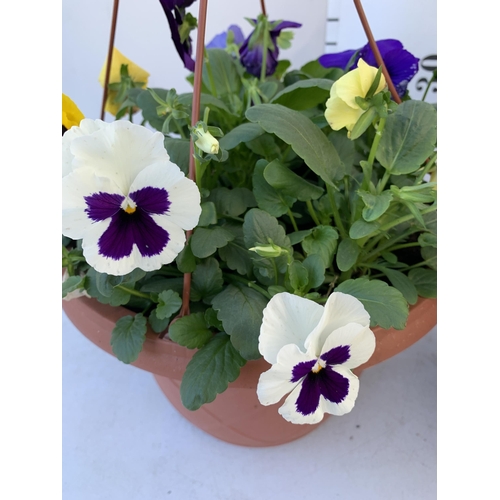 12 - TWO HANGING BASKETS FILLED WITH WINTER PANSIES APPROX 80CM IN HEIGHT PLUS VAT TO BE SOLD FOR THE TWO