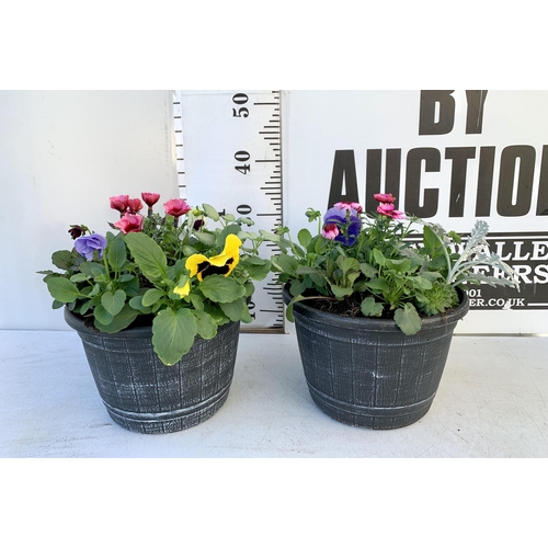 13 - TWO PLANTERS FILLED WITH WINTER BEDDING TO INCLUDE PANSIES, SILVER CINERARIA, DIANTHUS, SEMPERVIVUMS... 