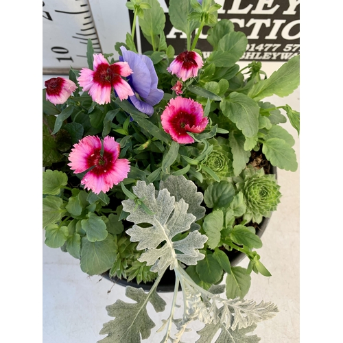 13 - TWO PLANTERS FILLED WITH WINTER BEDDING TO INCLUDE PANSIES, SILVER CINERARIA, DIANTHUS, SEMPERVIVUMS... 