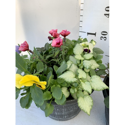 13 - TWO PLANTERS FILLED WITH WINTER BEDDING TO INCLUDE PANSIES, SILVER CINERARIA, DIANTHUS, SEMPERVIVUMS... 