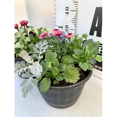 13 - TWO PLANTERS FILLED WITH WINTER BEDDING TO INCLUDE PANSIES, SILVER CINERARIA, DIANTHUS, SEMPERVIVUMS... 