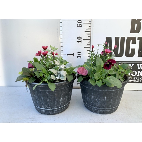 14 - TWO PLANTERS FILLED WITH WINTER BEDDING TO INCLUDE PANSIES, SILVER CINERARIA, DIANTHUS, SEMPERVIVUMS... 