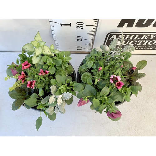 14 - TWO PLANTERS FILLED WITH WINTER BEDDING TO INCLUDE PANSIES, SILVER CINERARIA, DIANTHUS, SEMPERVIVUMS... 