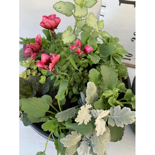 14 - TWO PLANTERS FILLED WITH WINTER BEDDING TO INCLUDE PANSIES, SILVER CINERARIA, DIANTHUS, SEMPERVIVUMS... 