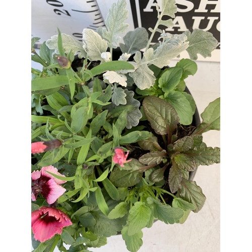 14 - TWO PLANTERS FILLED WITH WINTER BEDDING TO INCLUDE PANSIES, SILVER CINERARIA, DIANTHUS, SEMPERVIVUMS... 