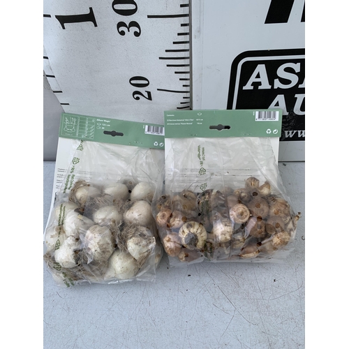 146 - SEVENTY SPRING BULBS IN TWO PACKS. ONE PACK OF TWENTY ALLIUMS AND ONE PACK OF FIFTY NARCISSUS AND CR... 