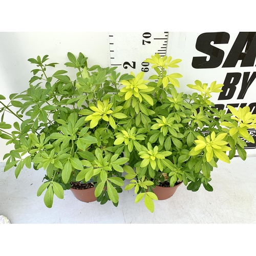 151 - TWO LARGE CHOISYA TERNATA 'BRICA' IN 5 LTR POTS APPROX 70CM IN HEIGHT PLUS VAT TO BE SOLD FOR THE TW... 