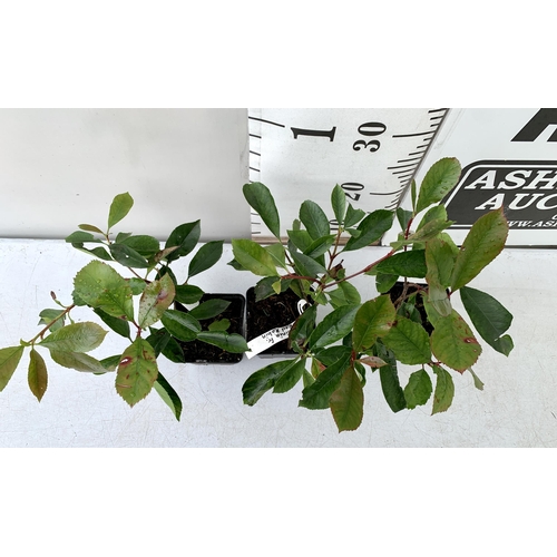 156 - THREE PHOTINIA FRASERI 'RED ROBIN' APPROX 30-40CM IN HEIGHT IN 9CM POTS. PLUS VAT TO BE SOLD FOR THE... 