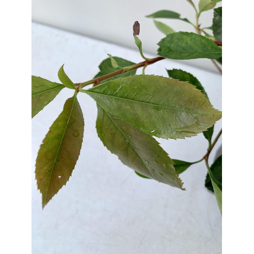 156 - THREE PHOTINIA FRASERI 'RED ROBIN' APPROX 30-40CM IN HEIGHT IN 9CM POTS. PLUS VAT TO BE SOLD FOR THE... 