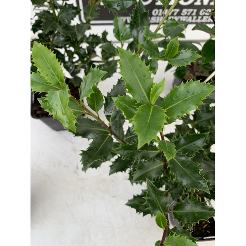 157 - SIX MIXED VARIETIES OF ILEX MESERVE HOLLY 'AMORE ROSSO' AND 'HECKENBLAU' IN 9CM POT. APPROX 40-50CM ... 