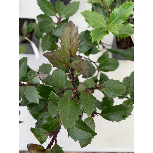 157 - SIX MIXED VARIETIES OF ILEX MESERVE HOLLY 'AMORE ROSSO' AND 'HECKENBLAU' IN 9CM POT. APPROX 40-50CM ... 