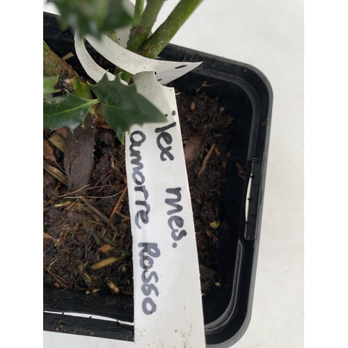 157 - SIX MIXED VARIETIES OF ILEX MESERVE HOLLY 'AMORE ROSSO' AND 'HECKENBLAU' IN 9CM POT. APPROX 40-50CM ... 