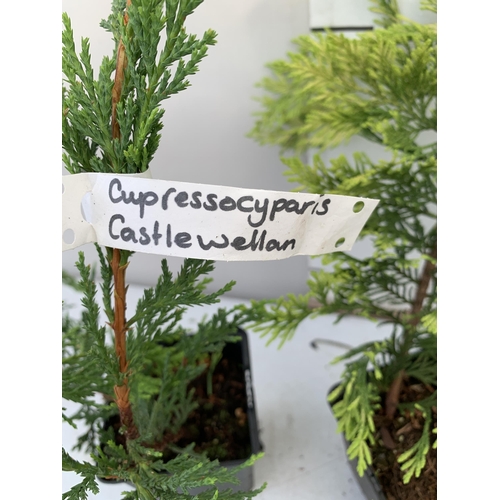 160 - THREE DIFFERENT VARIETIES OF CONIFER, ONE CUPRESSOCYPARIS CASTLEWELLAN, ONE GOLDRIDER, AND ONE LEYLA... 