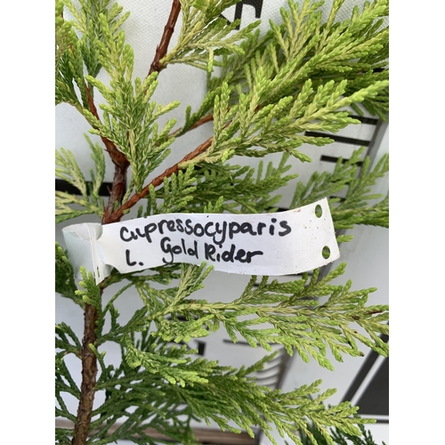 160 - THREE DIFFERENT VARIETIES OF CONIFER, ONE CUPRESSOCYPARIS CASTLEWELLAN, ONE GOLDRIDER, AND ONE LEYLA... 